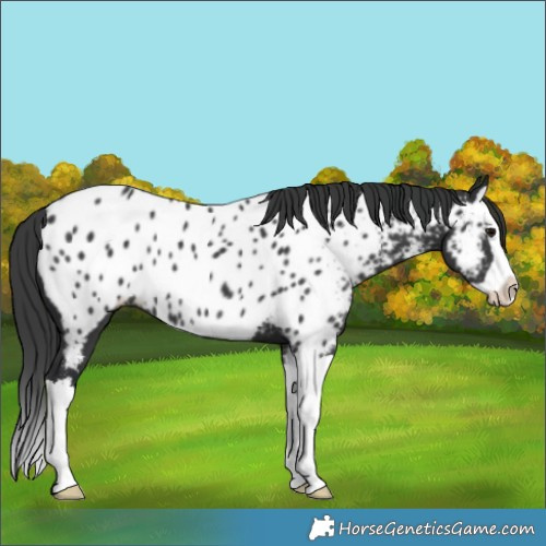 Horse Color:Black Splash Near Leopard 
