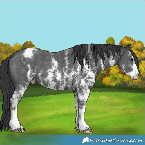 Horse Color:Black Sabino Varnish