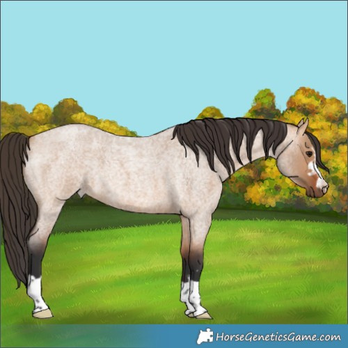 Horse Color:Bay Roan Dun 