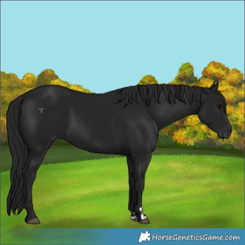 Horse Color:Gray Black 