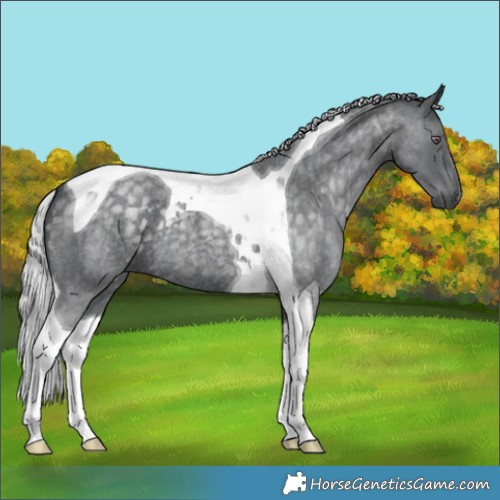 Horse Color:Silver Blue Chinchilla Roan Tobiano