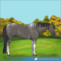 Horse Color:Grullo Tobiano 