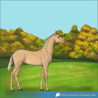 Horse Color:Palomino Dun