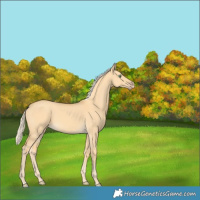 Horse Color:Gold Cream Champagne Dun