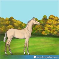 Horse Color:Silver Buckskin Dun 