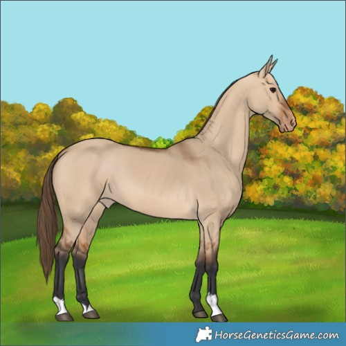 Horse Color:Bay Dun Varnish 