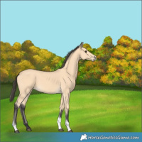 Horse Color:Buckskin Tobiano