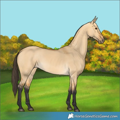 Horse Color:Buckskin Dun 
