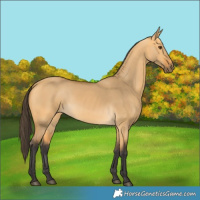 Horse Color:Buckskin Dun 