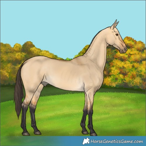 Horse Color:Buckskin Dun 