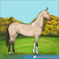 Horse Color:Bay Dun Tobiano