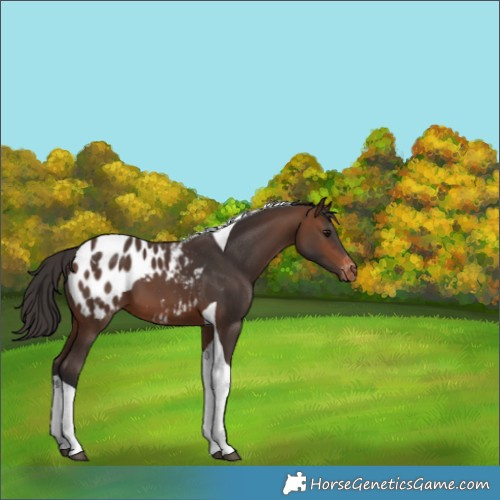 Horse Color:Brown Tobiano Appaloosa