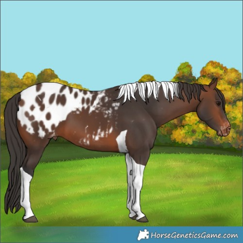 Horse Color:Brown Tobiano Blanket
