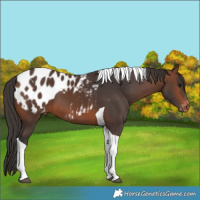 Horse Color:Brown Tobiano Blanket 