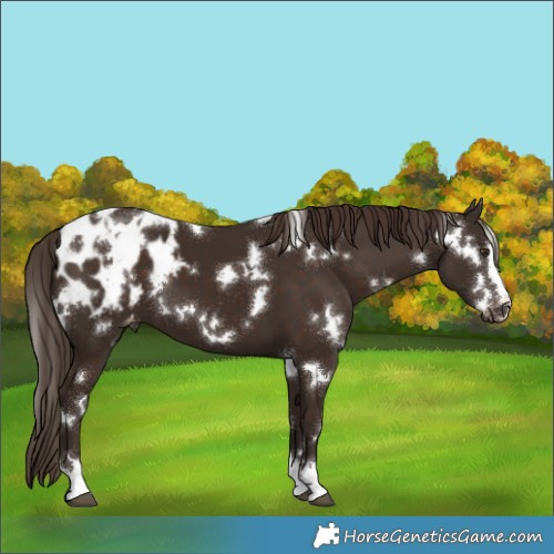 Horse Color:White Spotted Liver Chestnut Blanket 