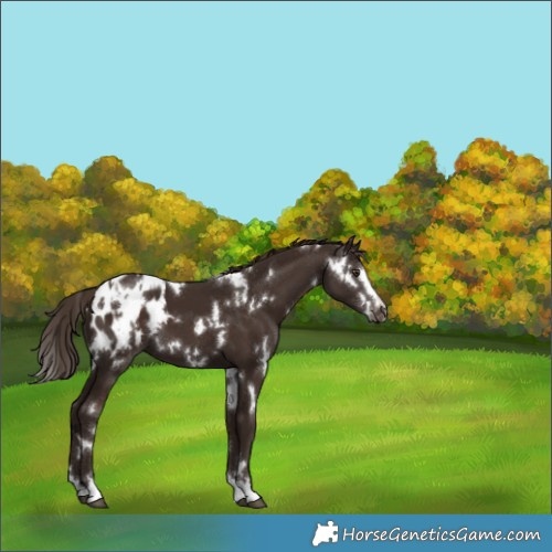 Horse Color:White Spotted Liver Chestnut Appaloosa 