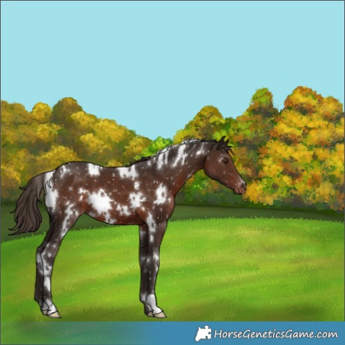 Horse Color:White Spotted Liver Chestnut Appaloosa