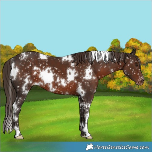 Horse Color:White Spotted Liver Chestnut Snowflake Varnish