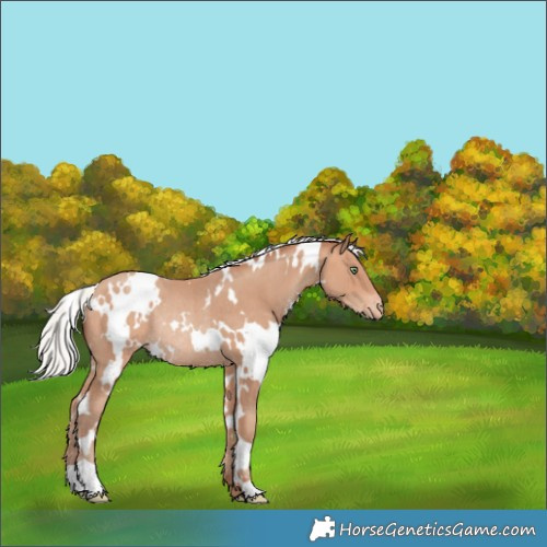 Horse Color:White Spotted Silver Amber Champagne Appaloosa Rabicano 
