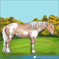 Horse Color:White Spotted Silver Amber Champagne Appaloosa Rabicano