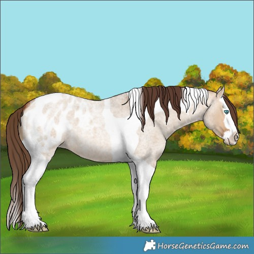 Horse Color:Bay Roan Dun Splash Tobiano Blanket 
