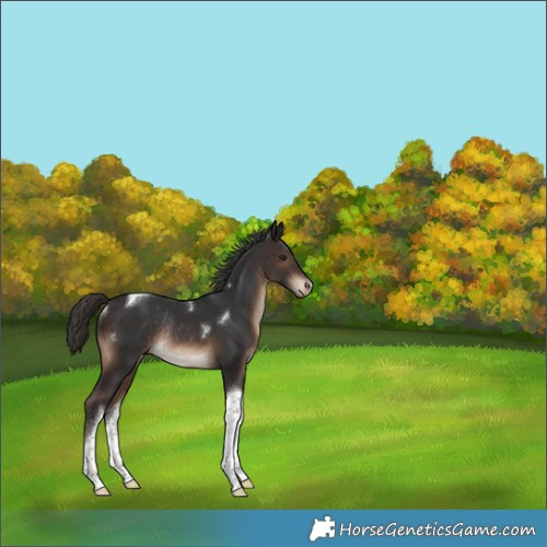 Horse Color:Brown Tobiano Appaloosa Rabicano 