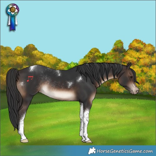 Horse Color:Brown Tobiano Appaloosa Rabicano 