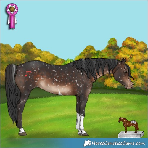 Horse Color:Brown Tobiano Appaloosa Rabicano
