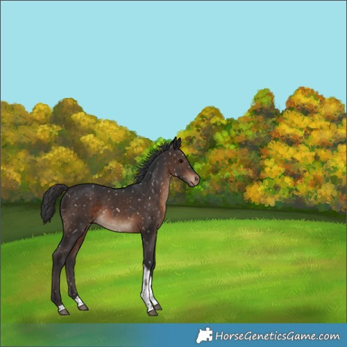 Horse Color:Brown Tobiano Appaloosa Rabicano 