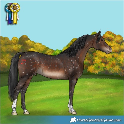 Horse Color:Brown Tobiano Appaloosa Rabicano
