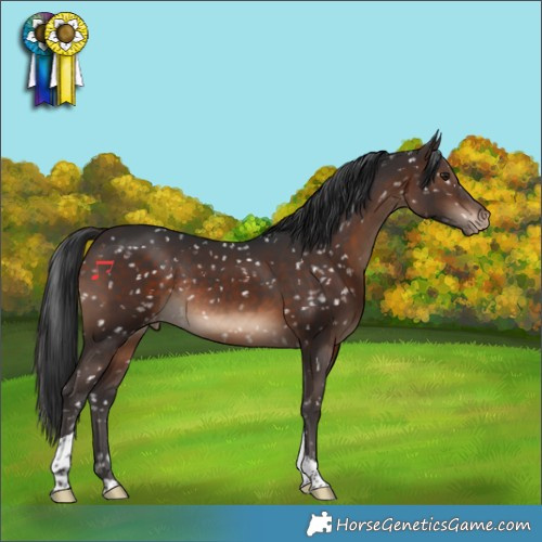 Horse Color:Brown Tobiano Snowflake Varnish Rabicano 
