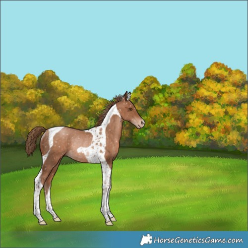 Horse Color:Brown Pearl Tobiano Appaloosa Rabicano 