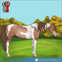 Horse Color:Brown Pearl Tobiano Appaloosa Rabicano