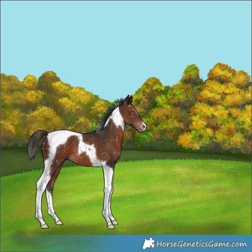 Horse Color:Brown Tobiano Appaloosa 