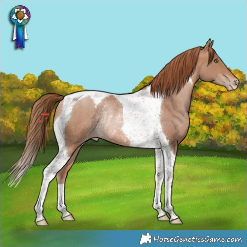 Horse Color:Bay Pearl Tobiano Appaloosa Rabicano 