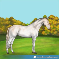 Horse Color:White Spotted Red Roan 