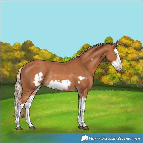Horse Color:Chestnut Splash Frame Rabicano