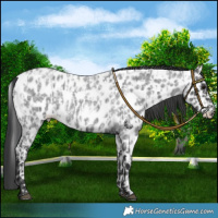 Horse Color:Blue Roan Leopard and Blue Roan Leopard