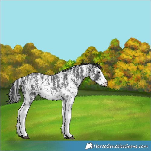 Horse Color:Black Sabino  and Black Sabino Splash 