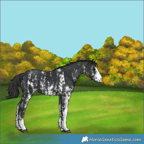 Horse Color:Black Sabino and Black Sabino