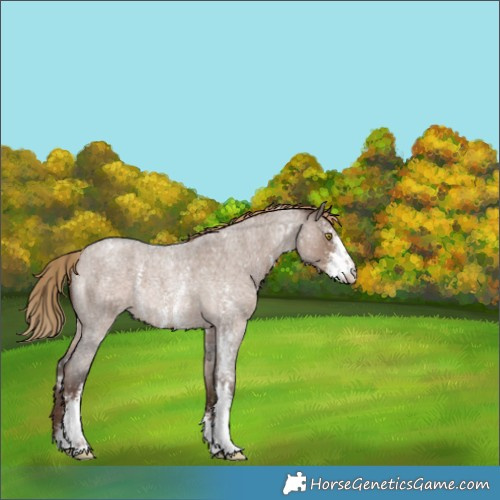 Horse Color:Liver Red Dun Roan Sabino Snowflake VarnishRabicano 