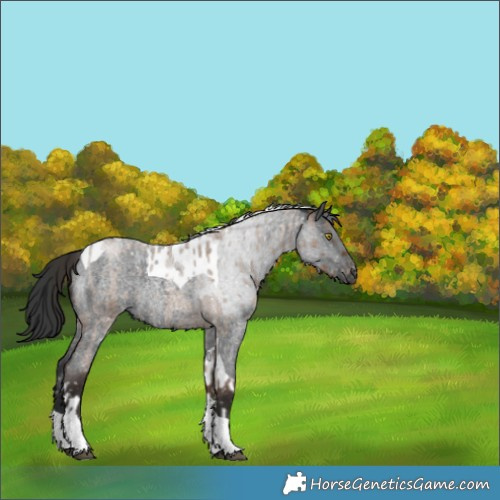Horse Color:Liver Red Dun Roan Tobiano Appaloosa Rabicano Brindle  and Blue Roan Tobiano Appaloosa Rabicano 