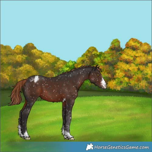 Horse Color:Liver Chestnut Sabino Tobiano Appaloosa