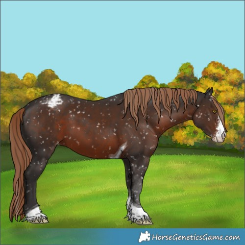 Horse Color:Liver Chestnut Sabino Tobiano Snowflake Varnish 