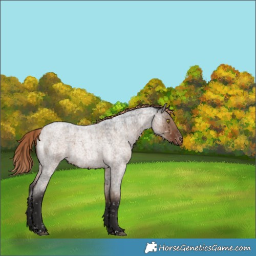 Horse Color:Liver Red Dun Roan Appaloosa Brindle