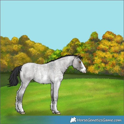 Horse Color:Grullo Roan Sabino 