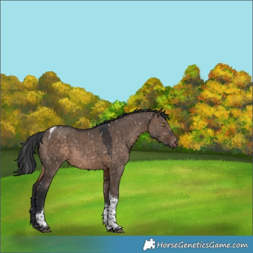 Horse Color:Brown Dun Sabino Tobiano Appaloosa