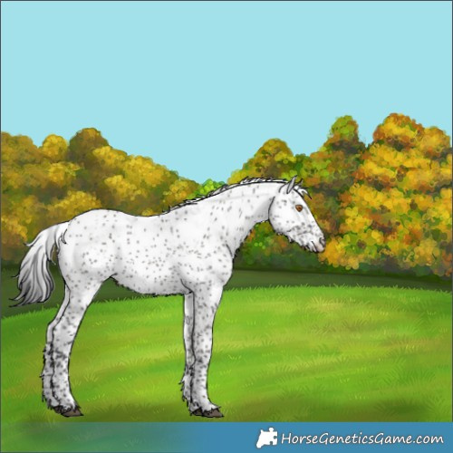 Horse Color:Grullo Sabino Appaloosa