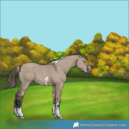 Horse Color:Liver Red Dun Sabino Tobiano Appaloosa