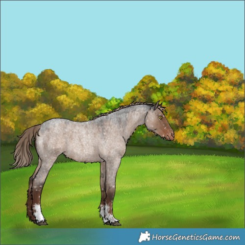 Horse Color:Liver Red Dun Roan Sabino Snowflake Varnish Rabicano 
